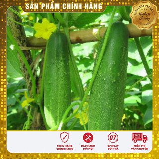 Bộ gói hạt giống Dưa chuột nếp ta