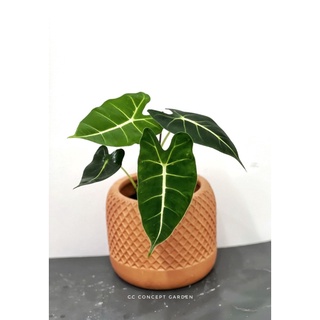Môn Alocasia Frydek