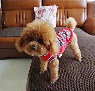 Áo thun lưới logo Bulls 23💪🏻