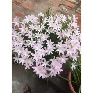 Củ hoa huệ mưa First love ngoại nhập