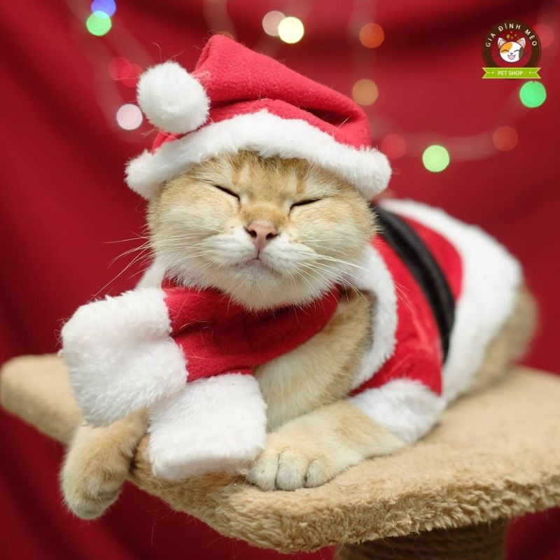 Bộ Nón Và Khăn Quàng Noel Cho Boss
