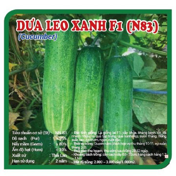 Hạt giống Dưa leo Xanh F1 Thái Lan N83_Dưa chuột siêu quả giống mới
