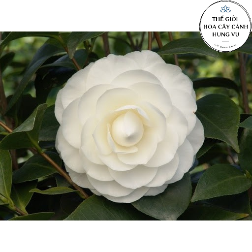 Cây trà my trưởng thành - THẾ GIỚI HOA CÂY CẢNH - 70cm đang nụ hoa