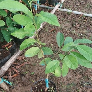 Cây Giống Na Sầu Riêng