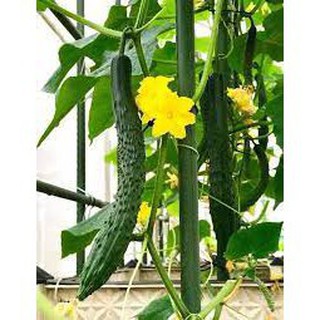 20 hạt giống dưa leo nhật bản trái dài F1 năng suất ( dưa chuột nhật)