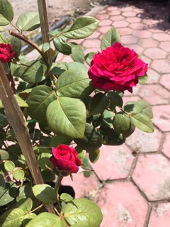 Hồng ngoại Pas De Deux