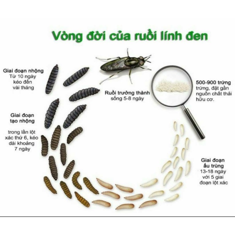 Trứng ruồi lính đen, sâu canxi - Hộp 20g [Tặng tài liệu kỹ thuật nuôi]