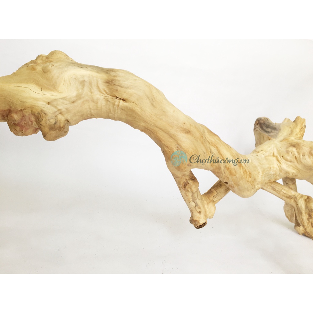 Combo 2 Nhánh lũa, Cành cây khô tự nhiên nhiều hình dạng KT D40-60cm dùng trang trí, decor vintage