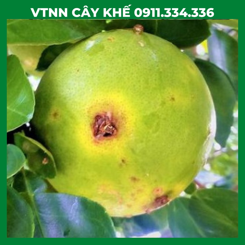 Ruồi Vàng - Bẫy Ruồi Vàng Có Thuốc Dẫn Dụ Ruồi Vàng, Thuốc Dẫn Du Ruồi Vàng - Combo 5 bộ