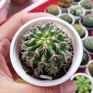 xương rồng móc câu đổi màu