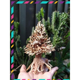 [Siêu Rẻ] Lũa bonsai cây thông noel trang trí bể cá thuỷ sinh