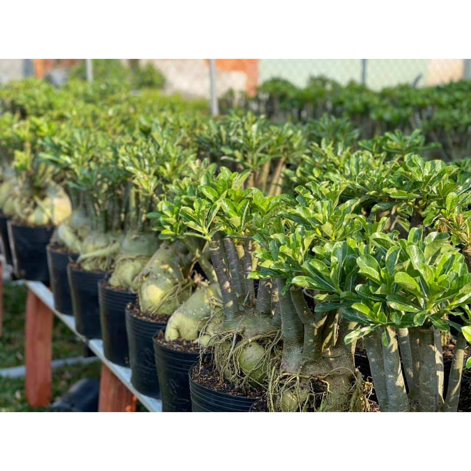 Sứ Thái Chậu C9 Nhỏ 3-4 Cốt, Dáng Đẹp, Cao 20-35cm, Hoa Màu Đỏ Long Thành - Cây Sứ Thái