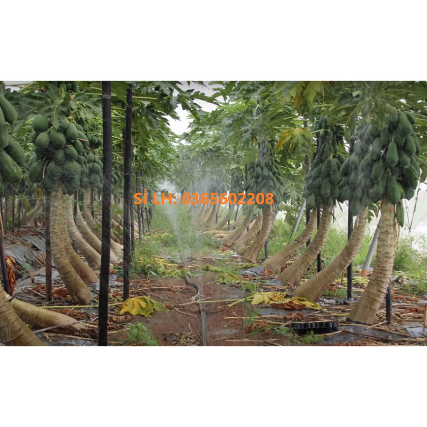 01 Cuộn ống tưới phun mưa Đài Loan loại VIP, ống tưới phun mưa hiệu con Nai phi 34 có biên, cuộn dài 100m