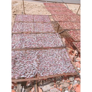 Mực sữa nguyên con