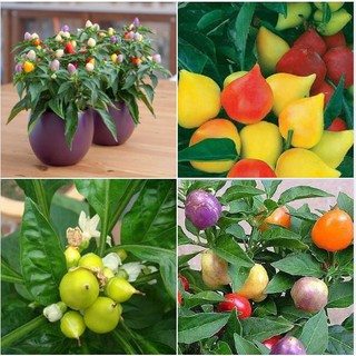 30 Hạt giống ớt đào tiên ( ớt bàn đào ) (Kèm kích thích hạt nảy mầm)