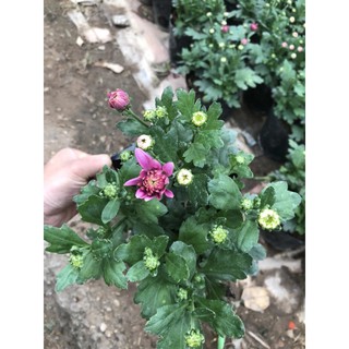 Cúc pha lê bịch cực sai hoa