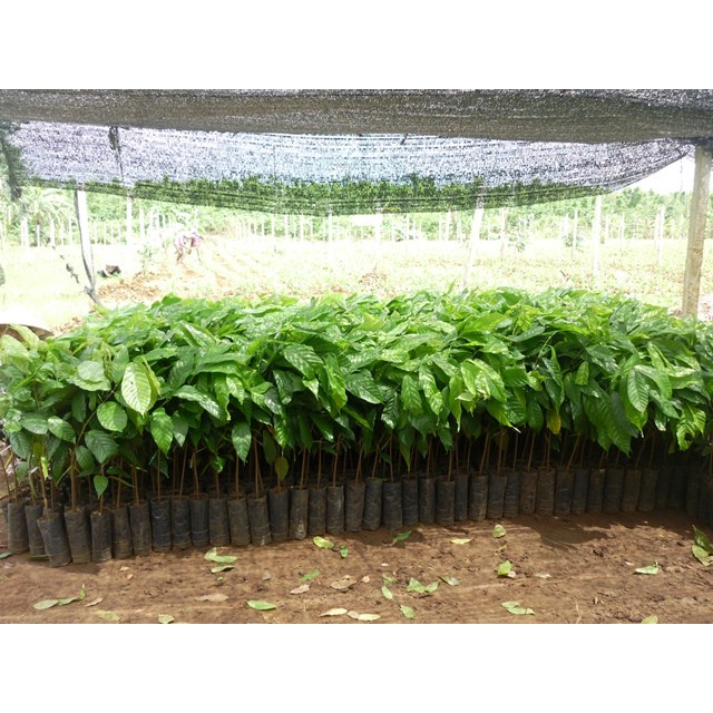 Cây giống Ca Cao .