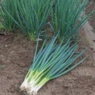 1gram HẠT GIỐNG HÀNH LÁ CAO SẢN