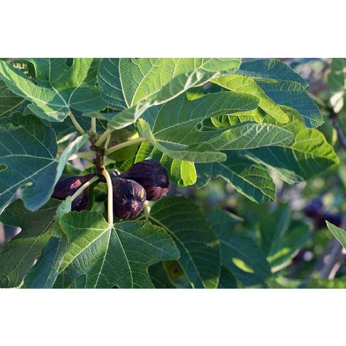 Hạt giống Sung Ngọt Mỹ 10 Hạt, Chịu Nhiệt, Trồng Quanh Năm, Dễ Trồng - Khang Nông Seeds