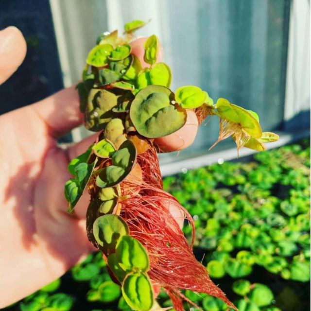 Cây bèo rễ đỏ thủy sinh