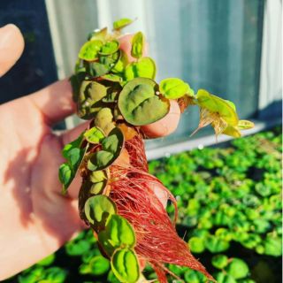 Cây bèo rễ đỏ thủy sinh