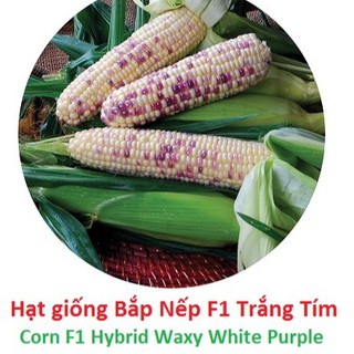 Hạt Giống Bắp Dẽo mềm, Bắp Nếp 2 Màu F1 (Trắng+Tím) Dễ trồng nhanh ăn 1 cây 2-3 trái