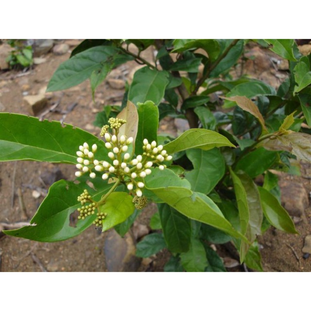 Xạ vàng khô Hoà Bình