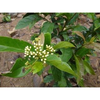 Xạ vàng khô Hoà Bình