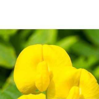 5h Hạt Giống Cỏ Lạc Đậu Phộng Lùn Sống Lâu Năm ĐẠI GIẢM GIÁ TẾT