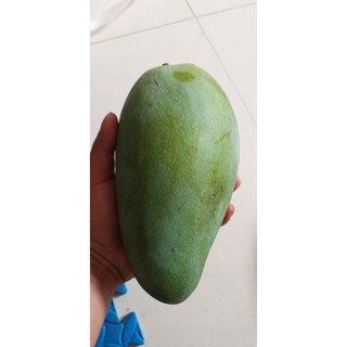 Cây Xoài Đài Loan