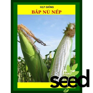 100G - Hạt Giống Bắp Nếp Nù