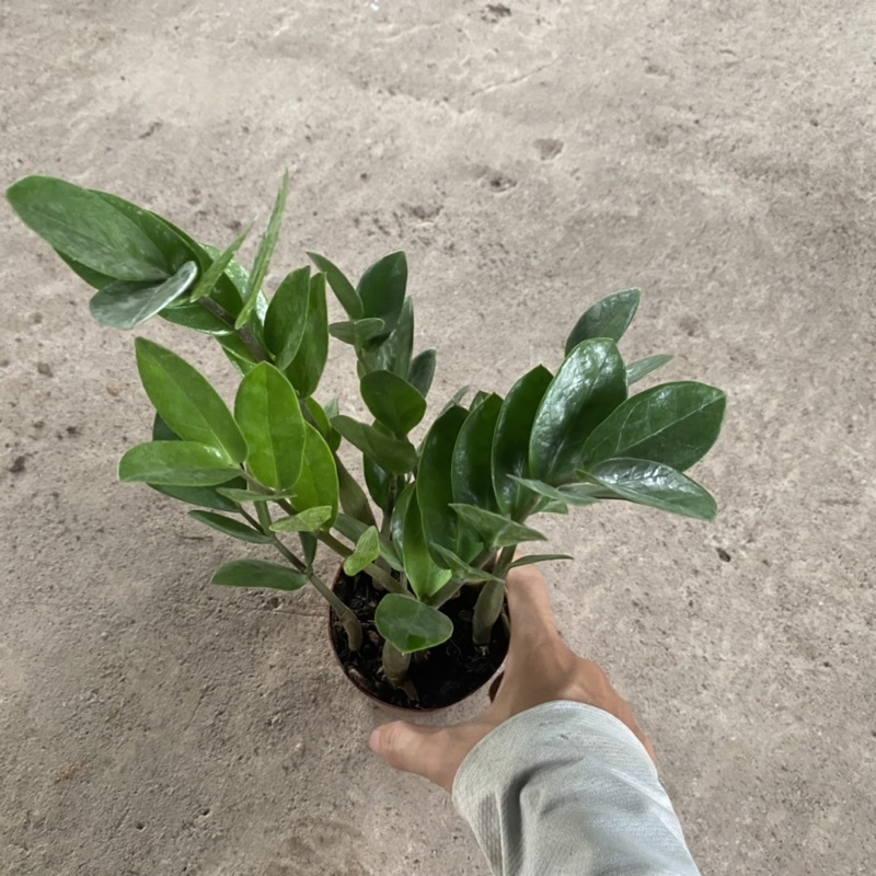 Cây kim tiền tài lộc mini để bàn cực xinh