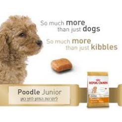 Thức Ăn Cho Chó Royal Canin Poodle Junior 500g - 1.5kg