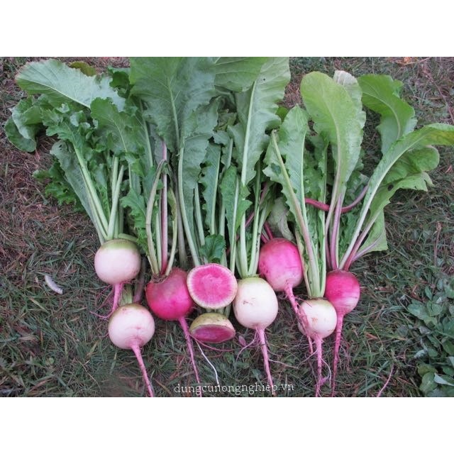 Hạt giống củ cải trắng hồng - rau củ quả trồng chậu,chịu nhiệt 4 mùa giòn ngọt nảy mầm cao 1gr RADO 505