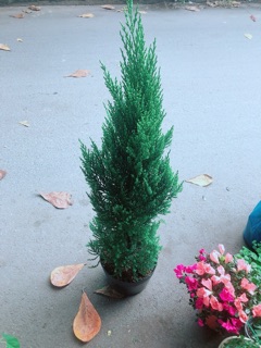 Cây Tùng Cao 80cm (Sơn Tùng)