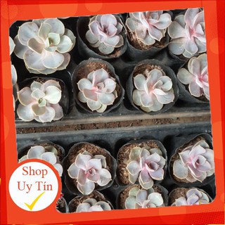 sen đá Hồng cánh tròn 🍏 |FREESHIP| 🔥 XỨ NÓNG, ĐÃ THUẦN KHÍ HẬU, KHOẺ ĐẸP 🍏 LỖI 1 ĐỔI 1