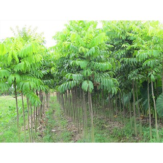 Cây SẤU GHÉP, SẤU HẠT giống - Hàng chuẩn  cao từ (50-80) cm