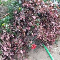 com bo 10 cây hồng rễ trần