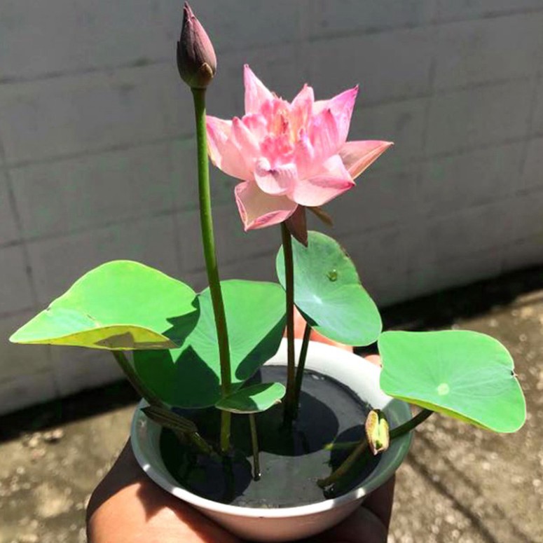 Hạt Giống Hoa Sen Nhật Mini + Bách Diệp (10 hạt + tặng phân)