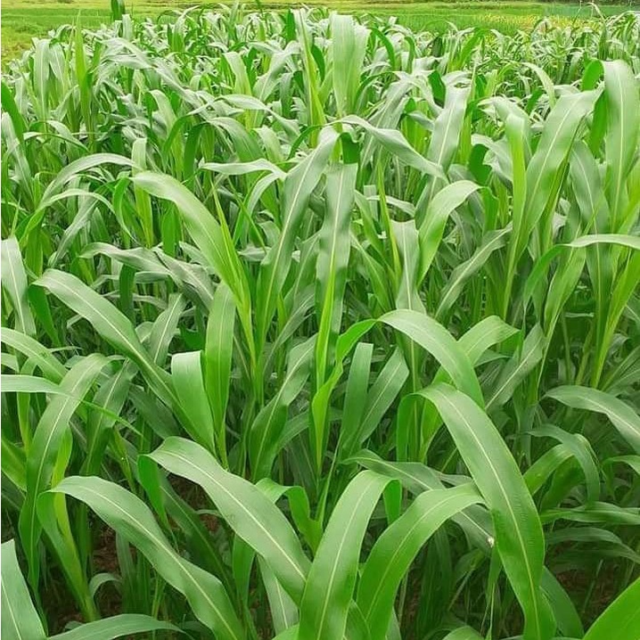 Hạt Giống Cỏ Super BMR  - Siêu Cao Lương F1 Đảm Bảo Tỉ Lệ Nảy Mầm Cao