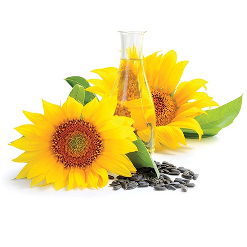 Hạt giống hoa hướng dương ăn hạt (tặng kèm phân bón và kích mầm)