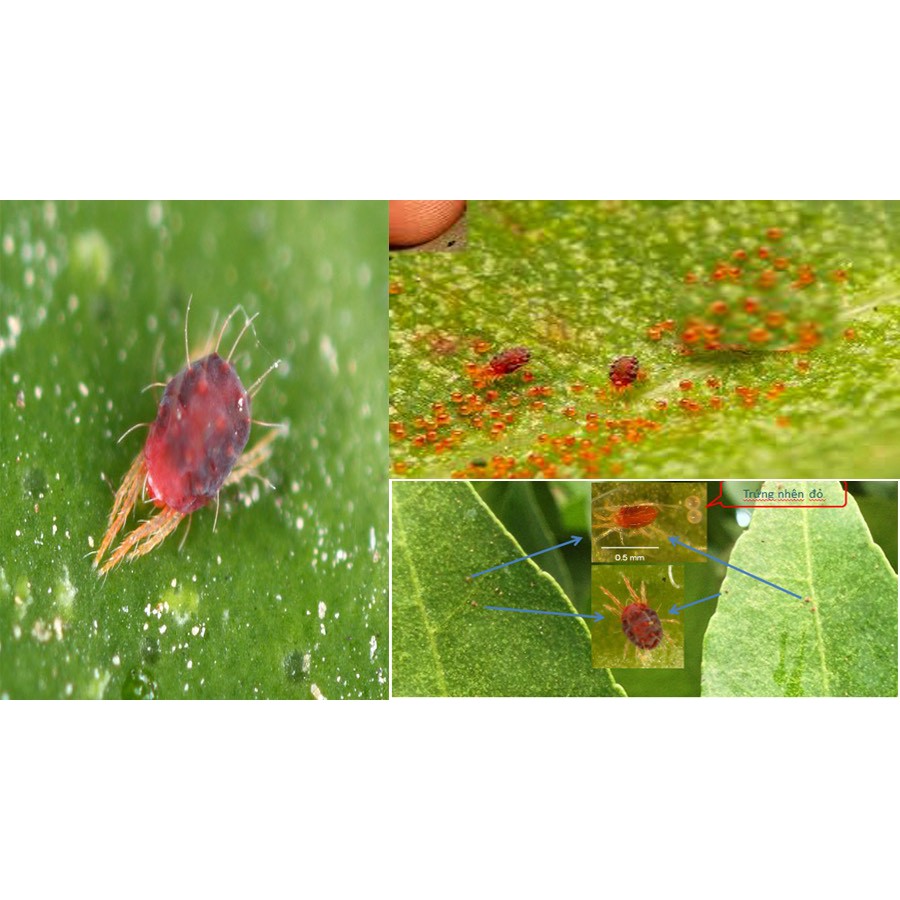 Thuố.c Diệt Nhện Đỏ, Bọ Trĩ Côn Trùng Greendaben Hàng Thailand 100G