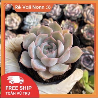 sen đá liên đài hồng, size bầu, sen đá Đà lạt