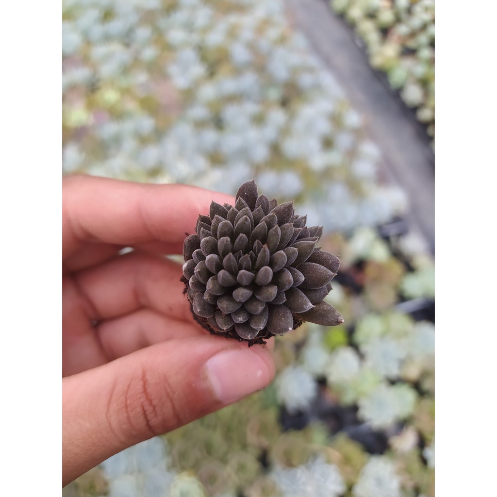 Sen đá nhím đen SONDA GARDEN size mini 2.5-4cm, xuất xứ Đà Lạt, khoẻ đẹp, lỗi 1 đổi 1