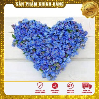 Hạt Giống Hoa Lưu Li(For get me not ) - 50 hạt