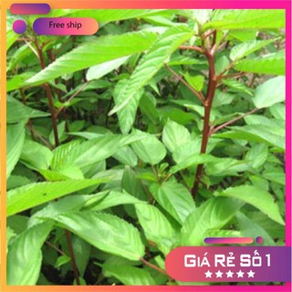 Hạt giống Rau đay đỏ