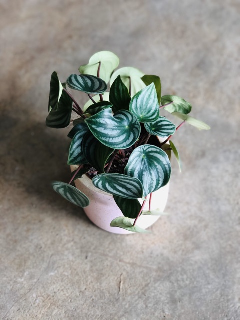 Cây Lá SỌC DƯA- dưa hấu- peperomia watermelon