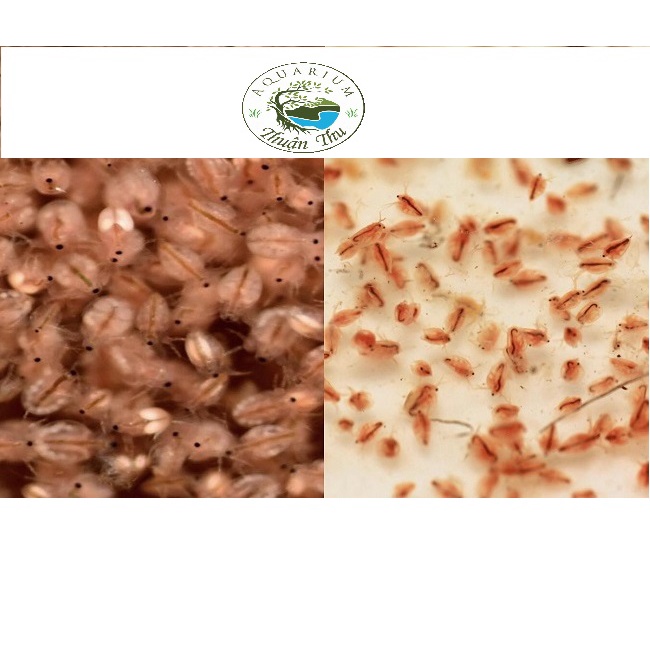 Thức ăn cho cá cảnh BoBo tươi