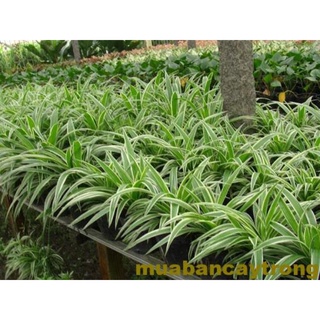 Chậu cây mến khách/Dây nhện/cỏ nhện