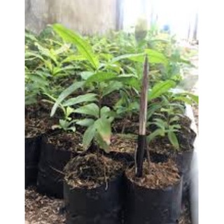 Mai vàng cây giống [50 000Đ/10 cây]